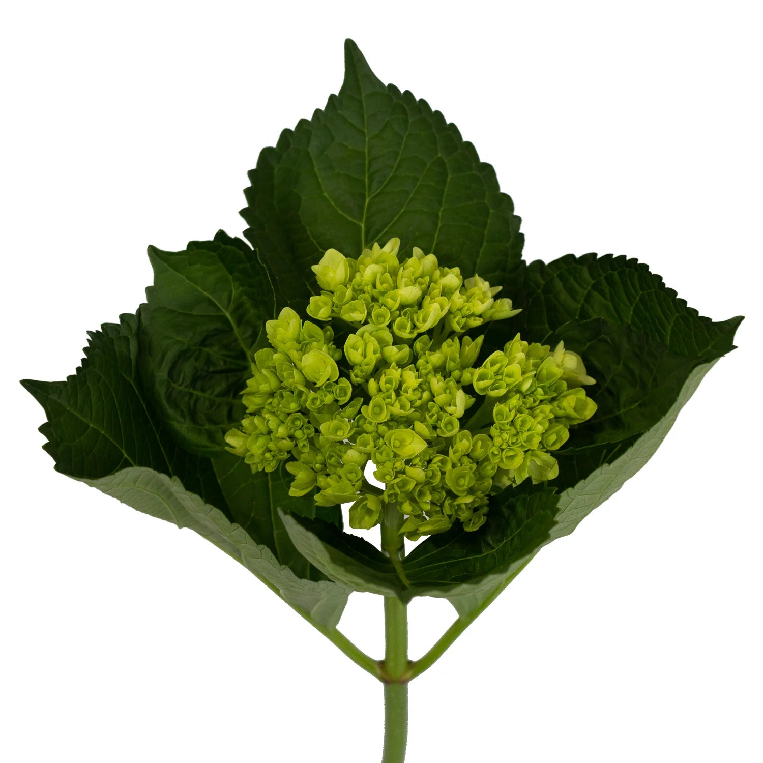 HYDRANGEA MINI GREEN - 50 STEMS