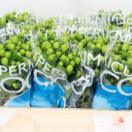 HYPERICUM GREEN - 10 STEMS