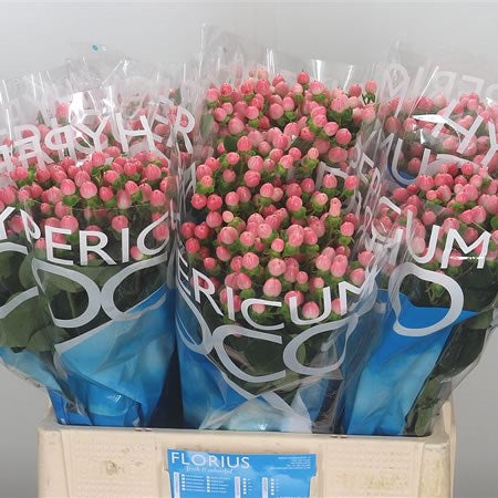 HYPERICUM PINK - 10 STEMS