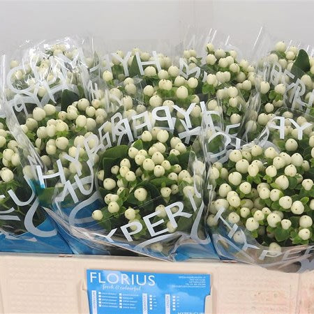 HYPERICUM WHITE - 10 STEMS
