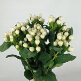 HYPERICUM - 40 STEMS