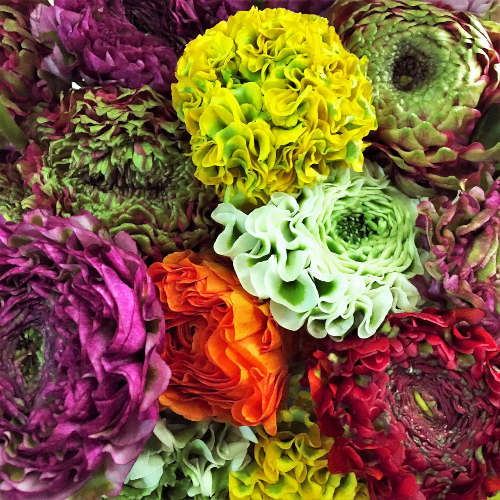RANUNCULUS CLOONY PON PON MIX  - 50 STEMS