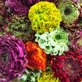RANUNCULUS CLOONY PON PON MIX  - 50 STEMS