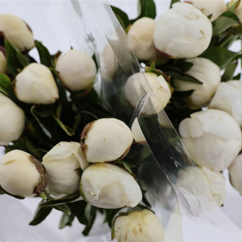 PEONY DUCHESSE WHITE