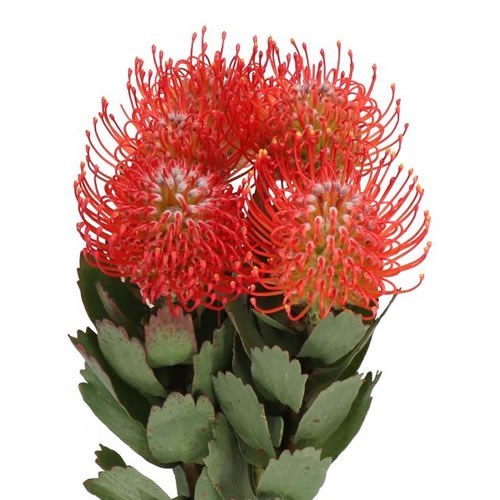 PINCUSHION RED - 20 STEMS