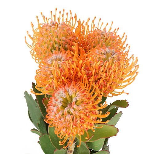 PINCUSHION ORANGE - 20 STEMS
