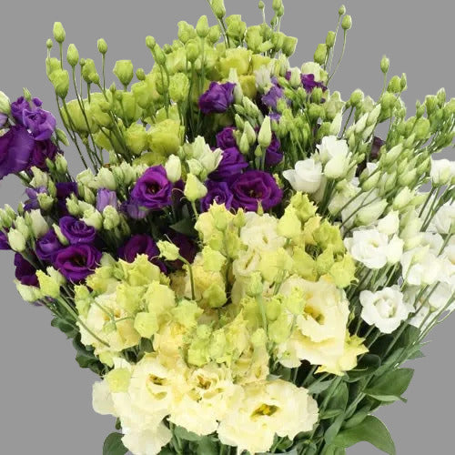 LISIANTHUS DOUBLE ASSORTED LOCAL - 50 STEMS