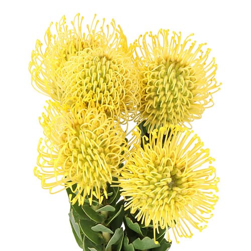PINCUSHION YELLOW - 20 STEMS