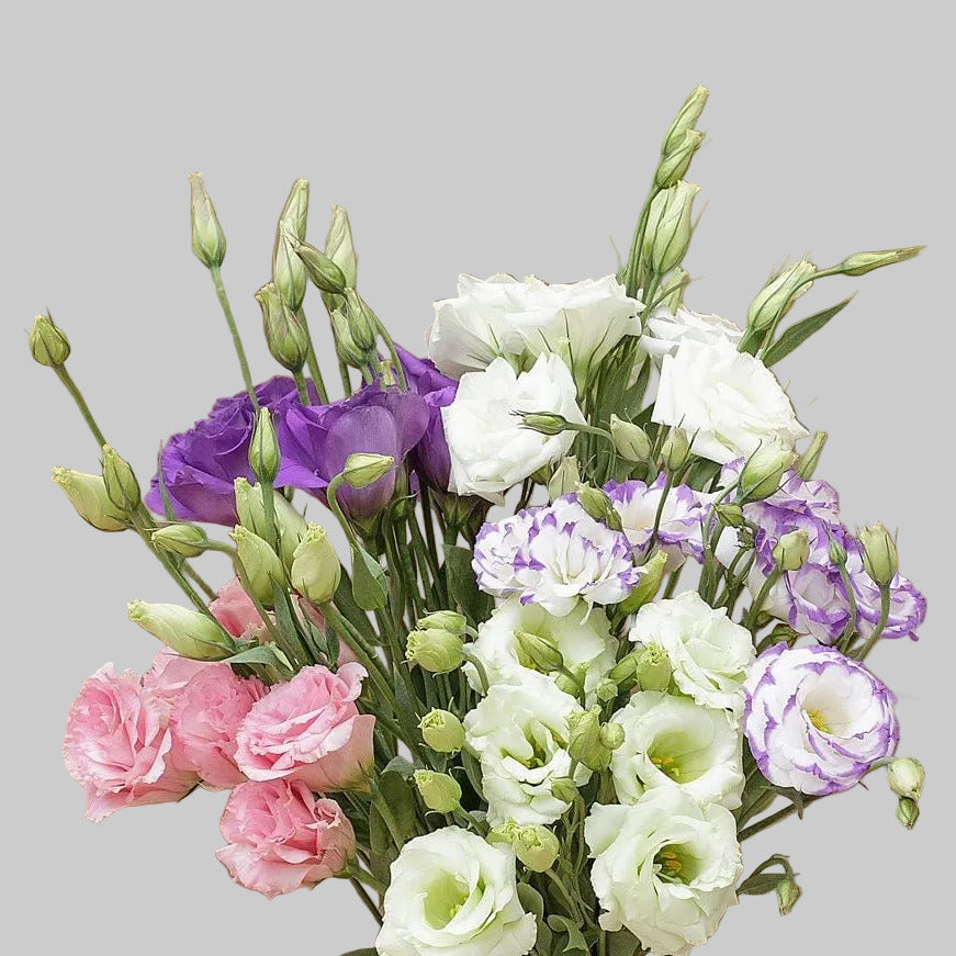 LISIANTHUS IMPORTED ASSORTED - 100 STEMS