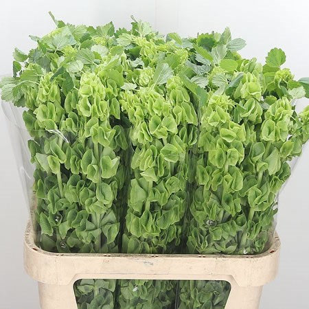 BELLS OF IRELAND - 10 STEMS