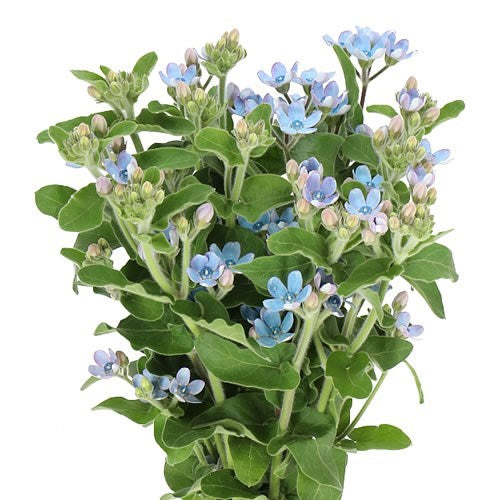 OXYPETALUM TWEEDIA BLUE- 40 STEMS