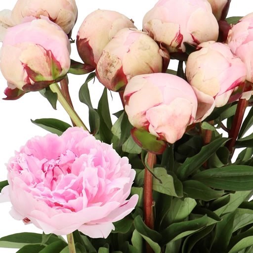 PEONY PINK