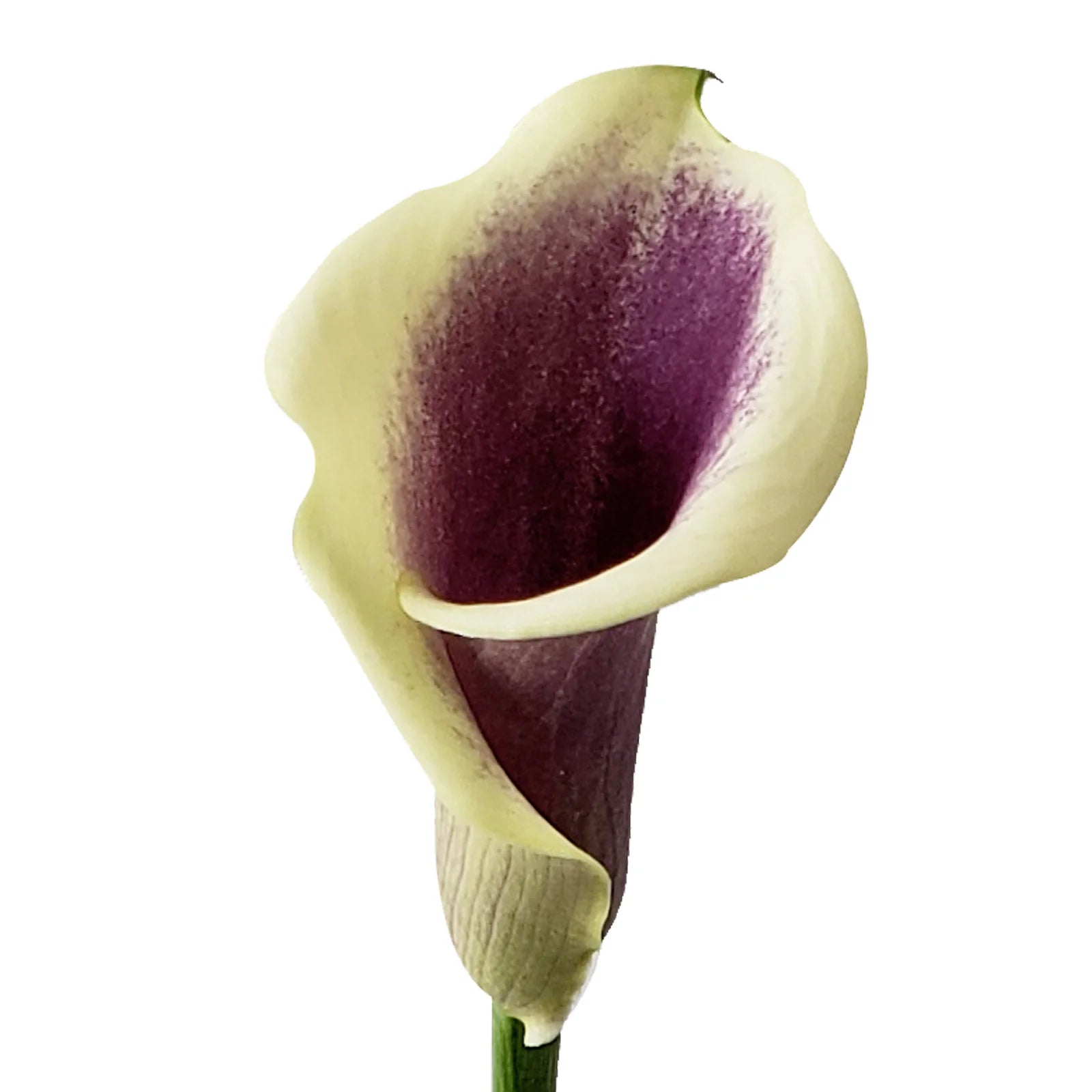 MINI CALLA LILY PICASSO