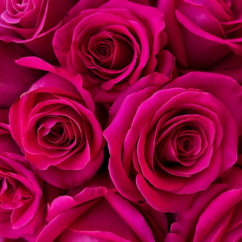 PINK FLOYD - 50 STEMS