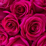 PINK FLOYD - 50 STEMS