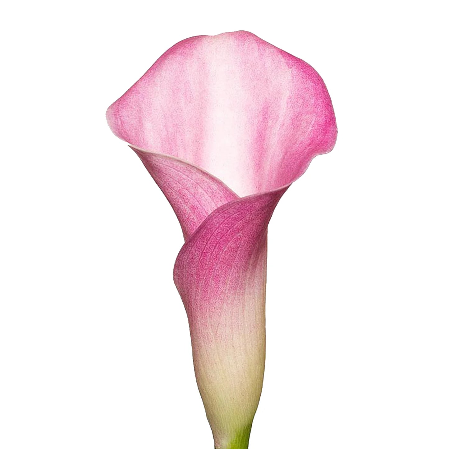 MINI CALLA LILY PINK
