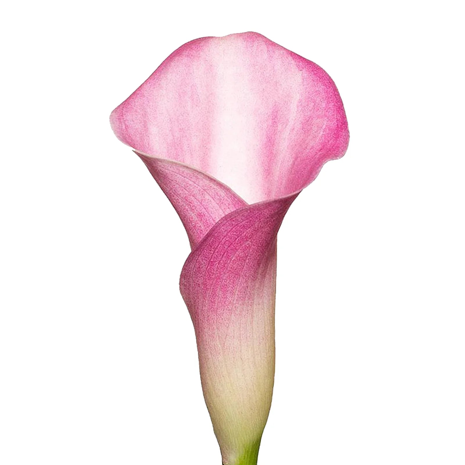 MINI CALLA LILY PINK