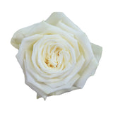 MONDIAL WHITE  -50 STEMS