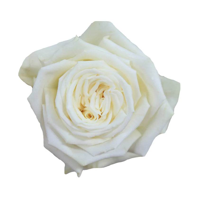 MONDIAL WHITE  -50 STEMS