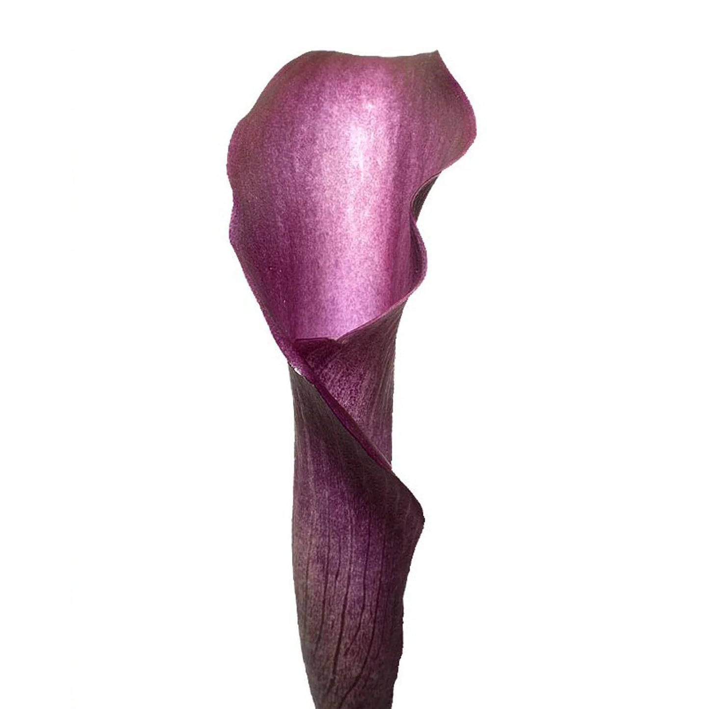 MINI CALLA LILY PURPLE