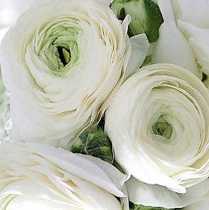 RANUNCULUS CLOONY WHITE