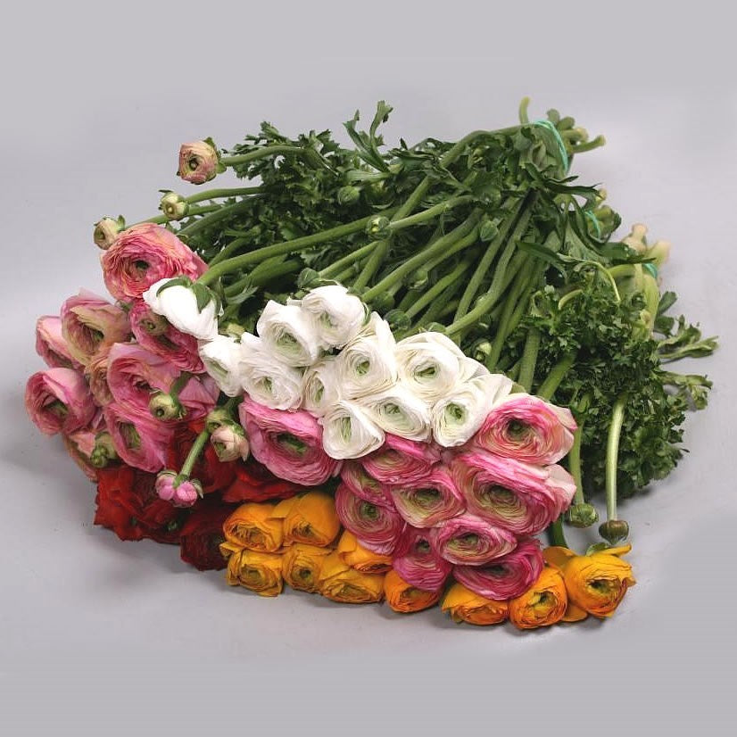 RANUNCULUS CLOONY MIX