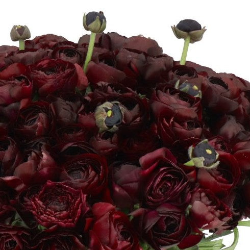 RANUNCULUS CLOONY BURGUNDY