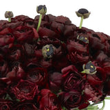 RANUNCULUS CLOONY BURGUNDY