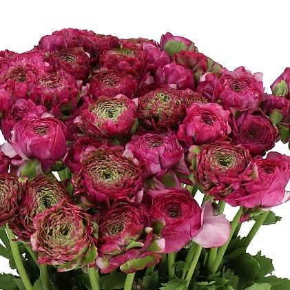 RANUNCULUS PON PON MALVA