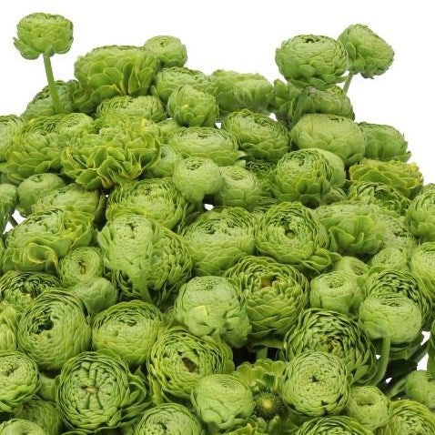 RANUNCULUS PON PON PETER PAN