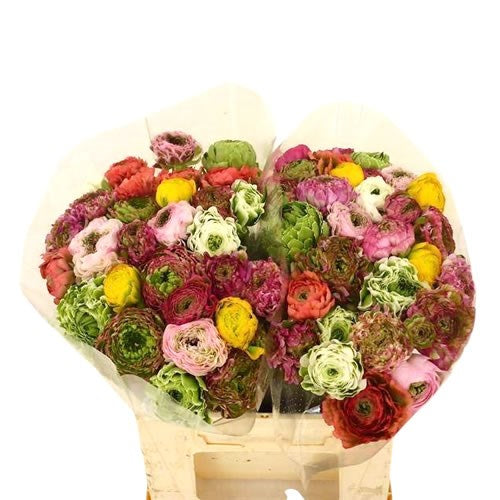 RANUNCULUS CLOONY PON PON MIX  - 50 STEMS