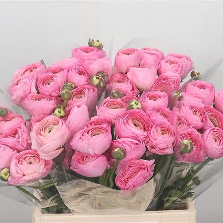 RANUNCULUS CLOONY PINK