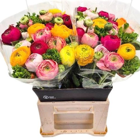 RANUNCULUS SUCCESS MIX - 50 STEMS