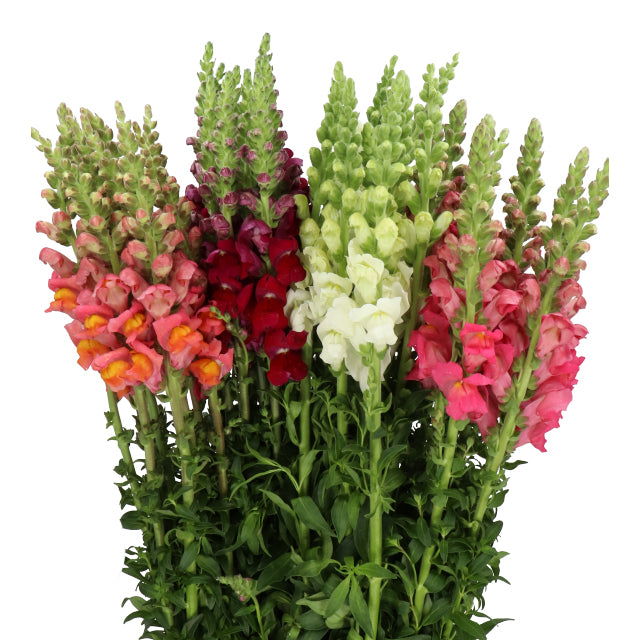SNAPDRAGONS LARGE ASSORTED SELECT - 50 STEMS