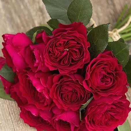 DARCEY DAVID AUSTIN ROSES - 48 STEMS