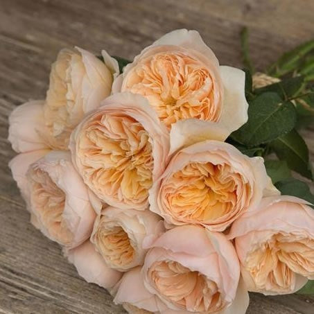 JULIET DAVID AUSTIN ROSES - 48 STEMS