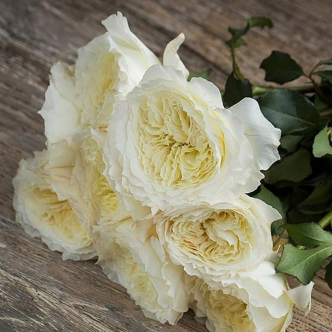 PATIENCE DAVID AUSTIN ROSES - 48 STEMS