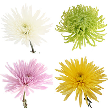 SPIDER ASSORTED PREMIUM  - 100 STEMS