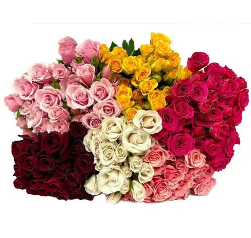 SPRAY ROSES ASSORTED COLOURS - 100 STEMS