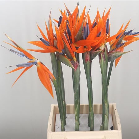 BIRD OF PARADISE - 10 STEMS