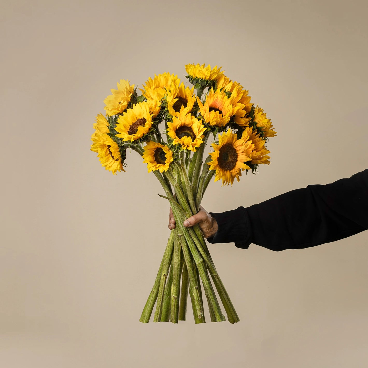 MINI SUNFLOWER