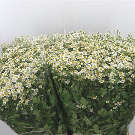 MATRICARIA (FEVERFEW) - 25 STEMS