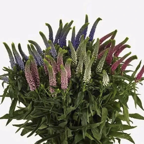 VERONICA ASSORTED