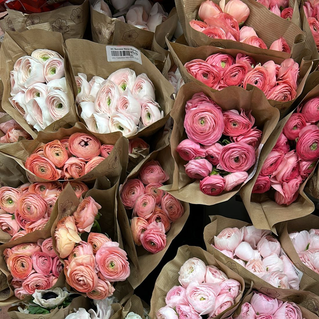 RANUCULUS ASSORTED EXTRA LARGE ONTARIO - 100 STEMS