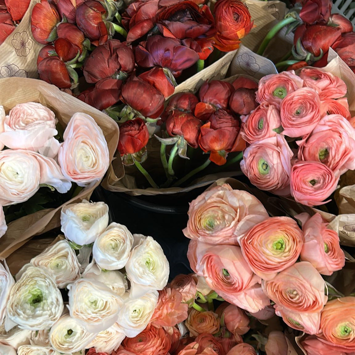 RANUCULUS ASSORTED - 60 STEMS