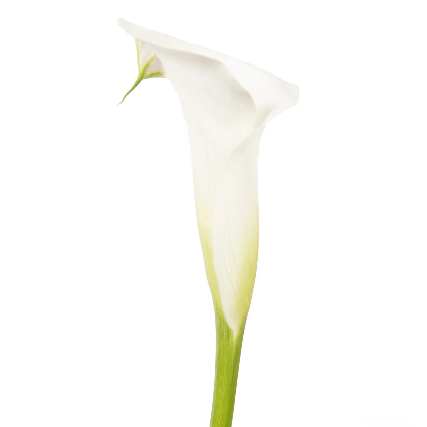 MINI CALLA LILY WHITE