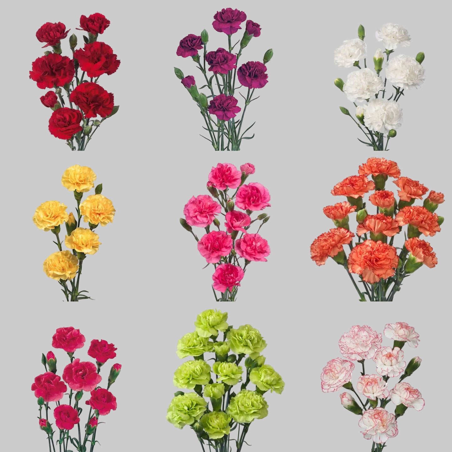CARNATION MINI ASSORTED FANCY  - 100 STEMS