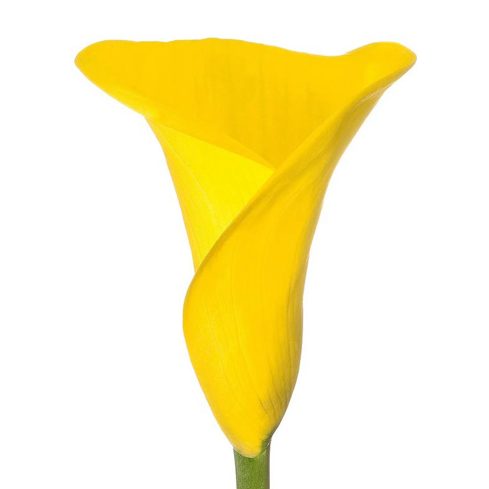 MINI CALLA LILY YELLOW