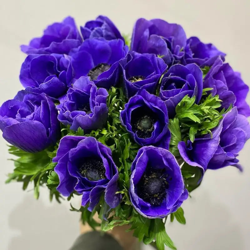 Anemone Marianne Blue