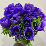 Anemone Marianne Blue